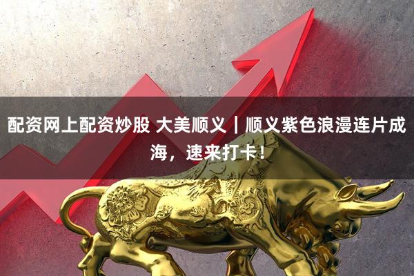 配资网上配资炒股 大美顺义｜顺义紫色浪漫连片成海，速来打卡！